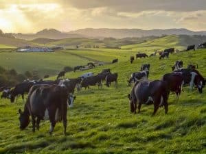 Grazing cows in green meadow of hilly countryside