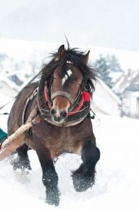 heavy horses in the winter