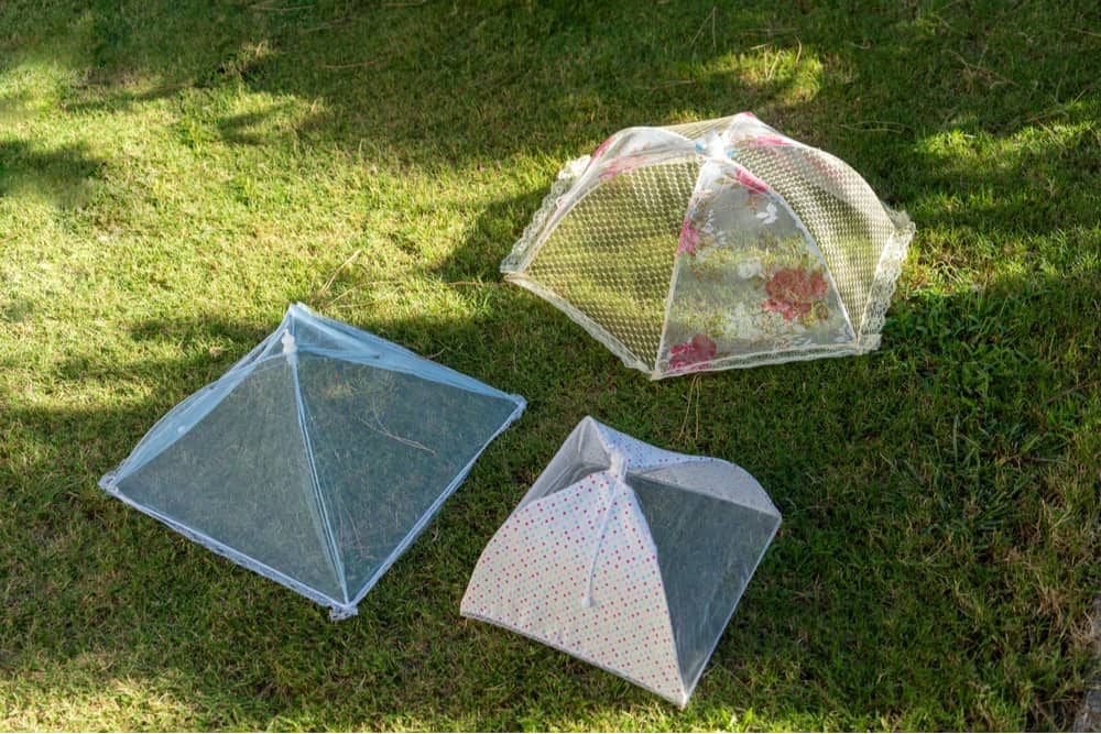 cover-food-with-net-protection-from-flies-insects-outdoors