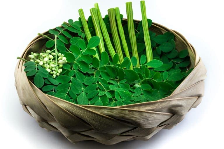 Moringa 101 [Why Everyone Needs a Miracle Tree and How to Grow It ...