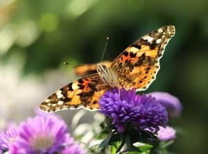 Attracting-butterflies-Painted-lady-butterfly