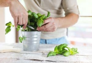How-to-harvest-basil-leaves