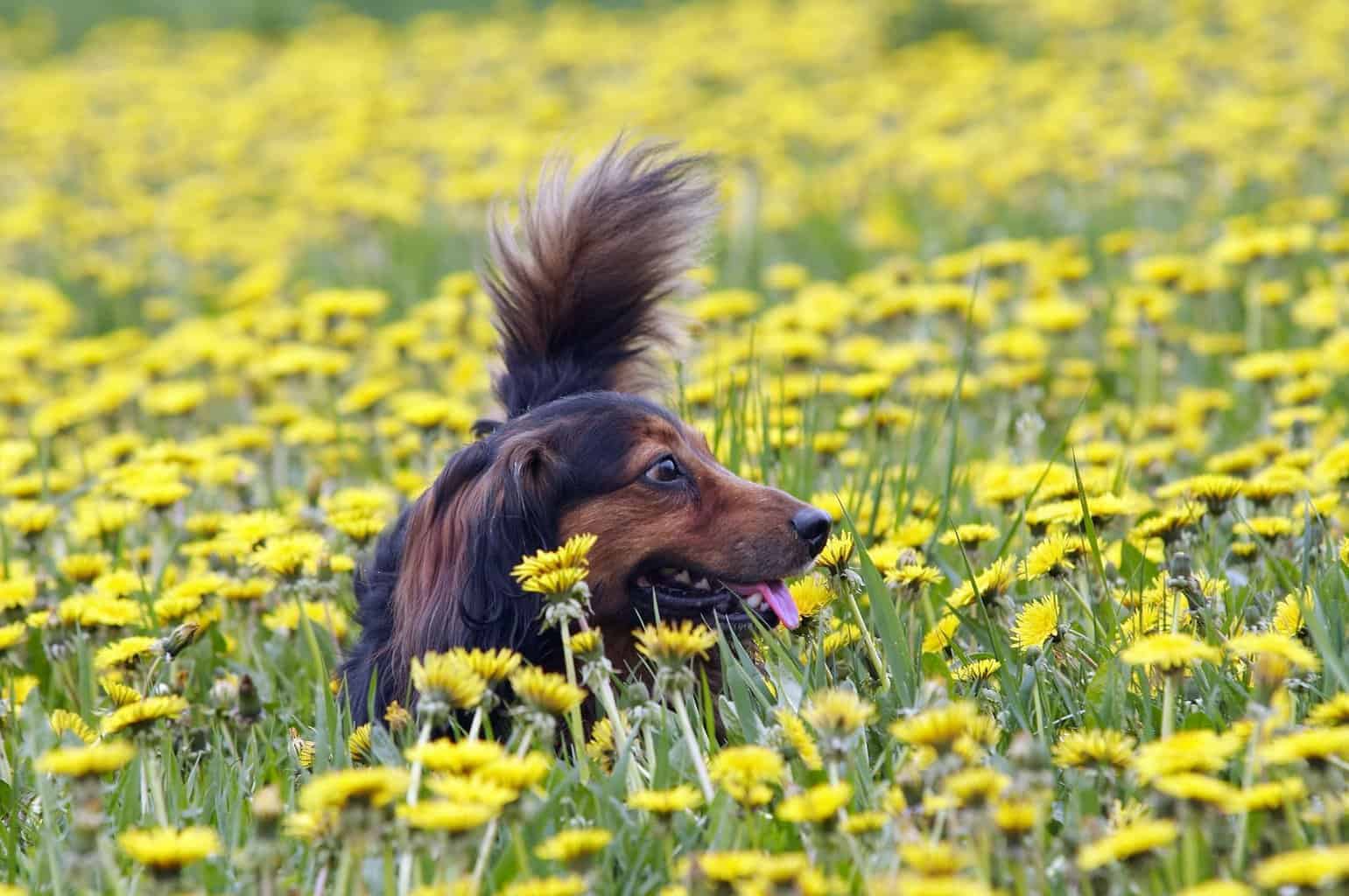 6 Ways to Stop a Dog From Digging Up Your Plants ????️