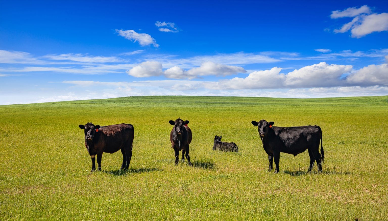 How Many Cows Per Acre Can You Keep In Your State? Outdoor Happens Homestead
