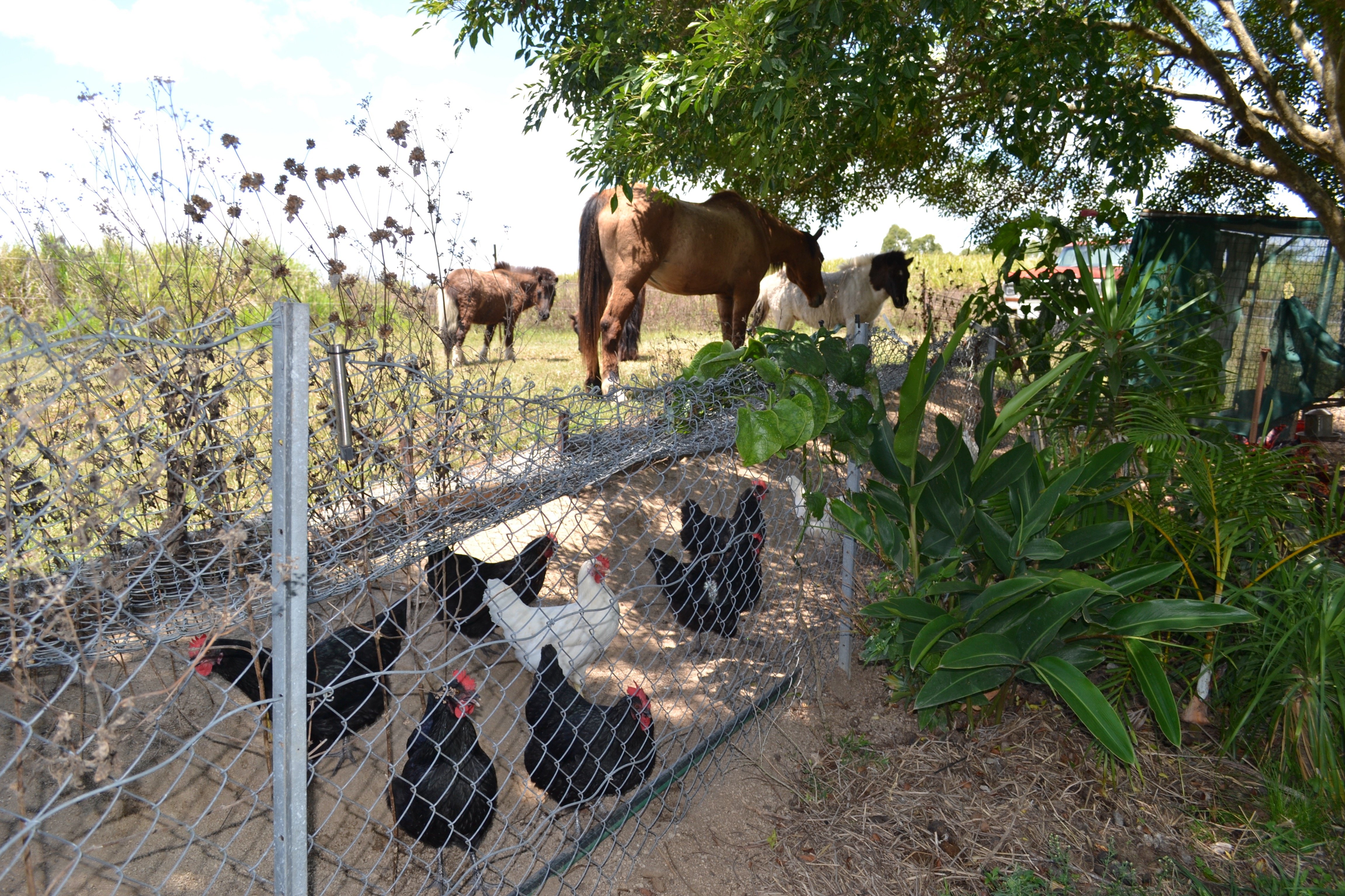 71 Practical Homesteading Skills and Ideas You Can Learn Today ...