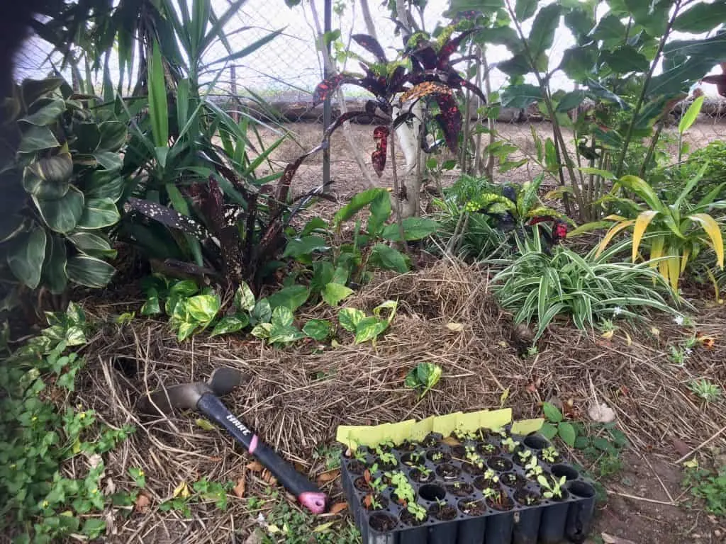easy-to-grow-vegetables