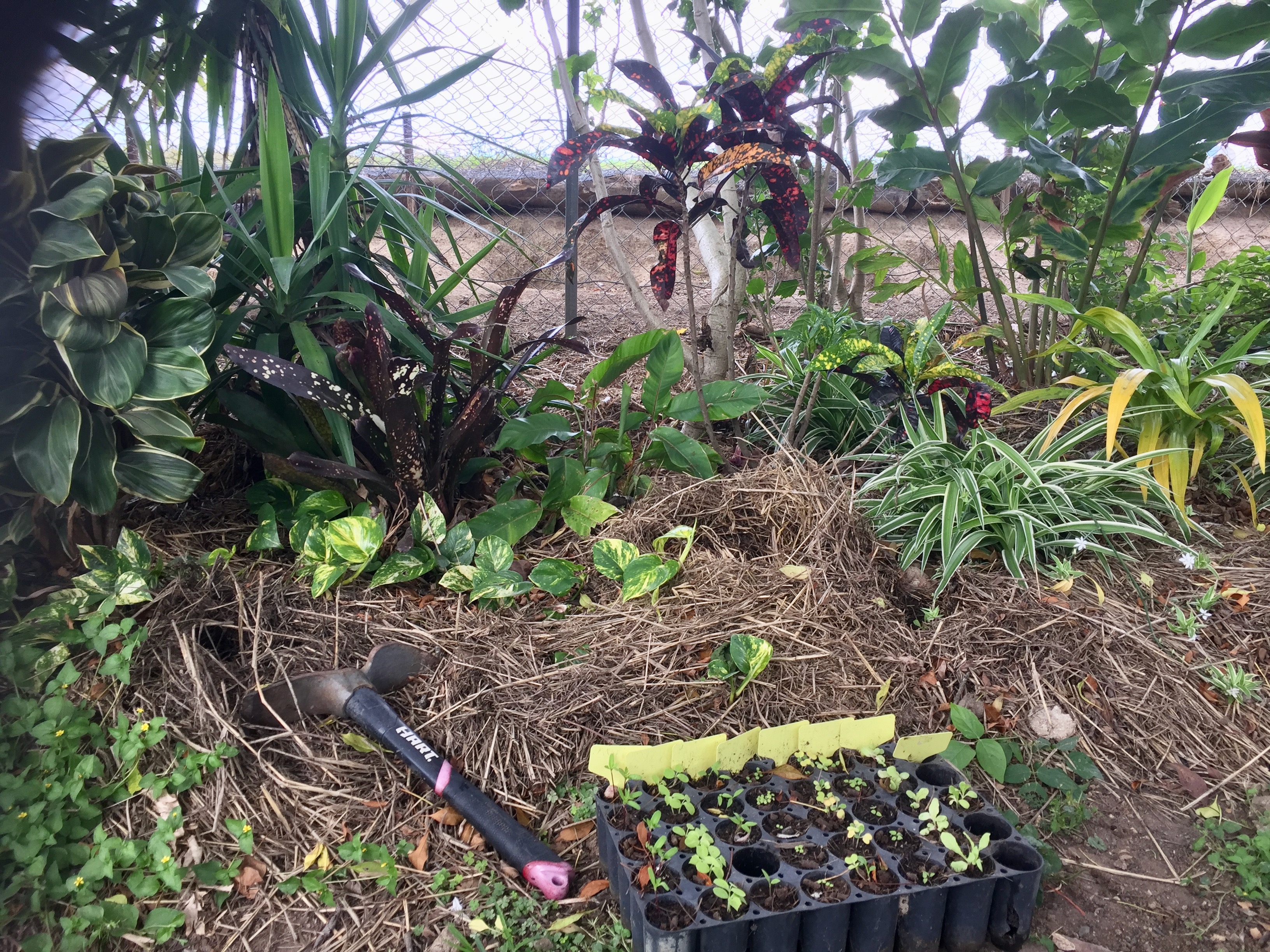 How to Start a Vegetable Garden From Scratch In Your Backyard [Step-by ...
