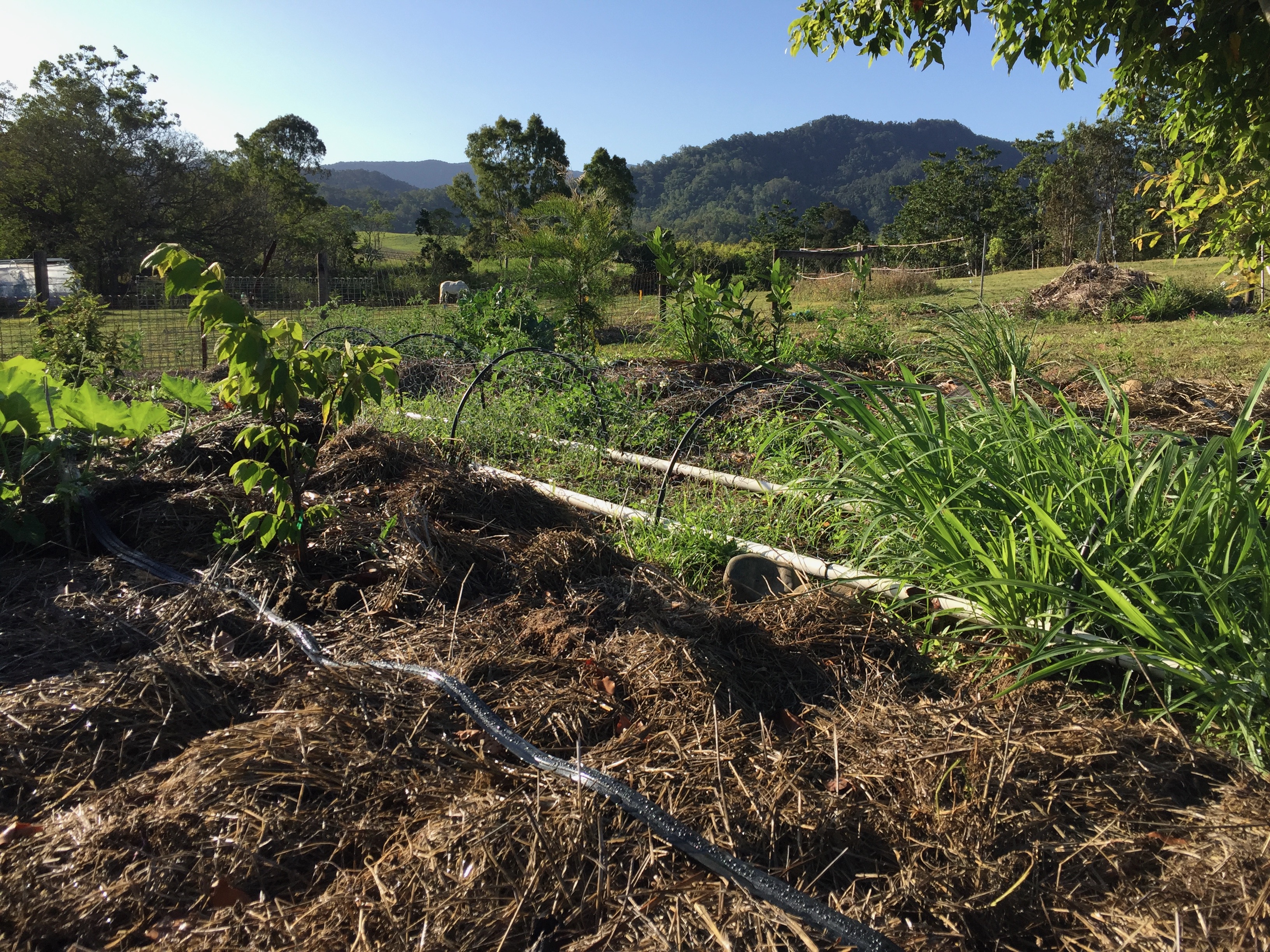 How to Start a Vegetable Garden From Scratch In Your Backyard [Step-by ...