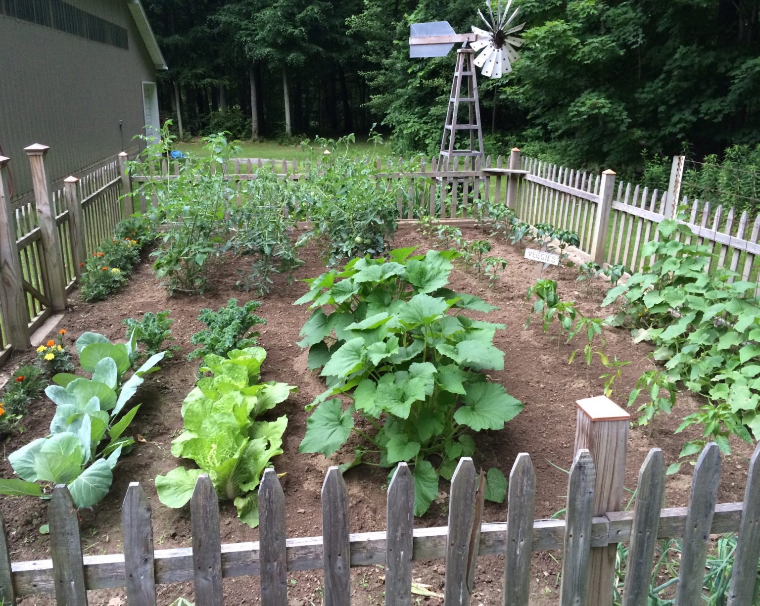 How to Start a Vegetable Garden From Scratch In Your Backyard [Step-by ...