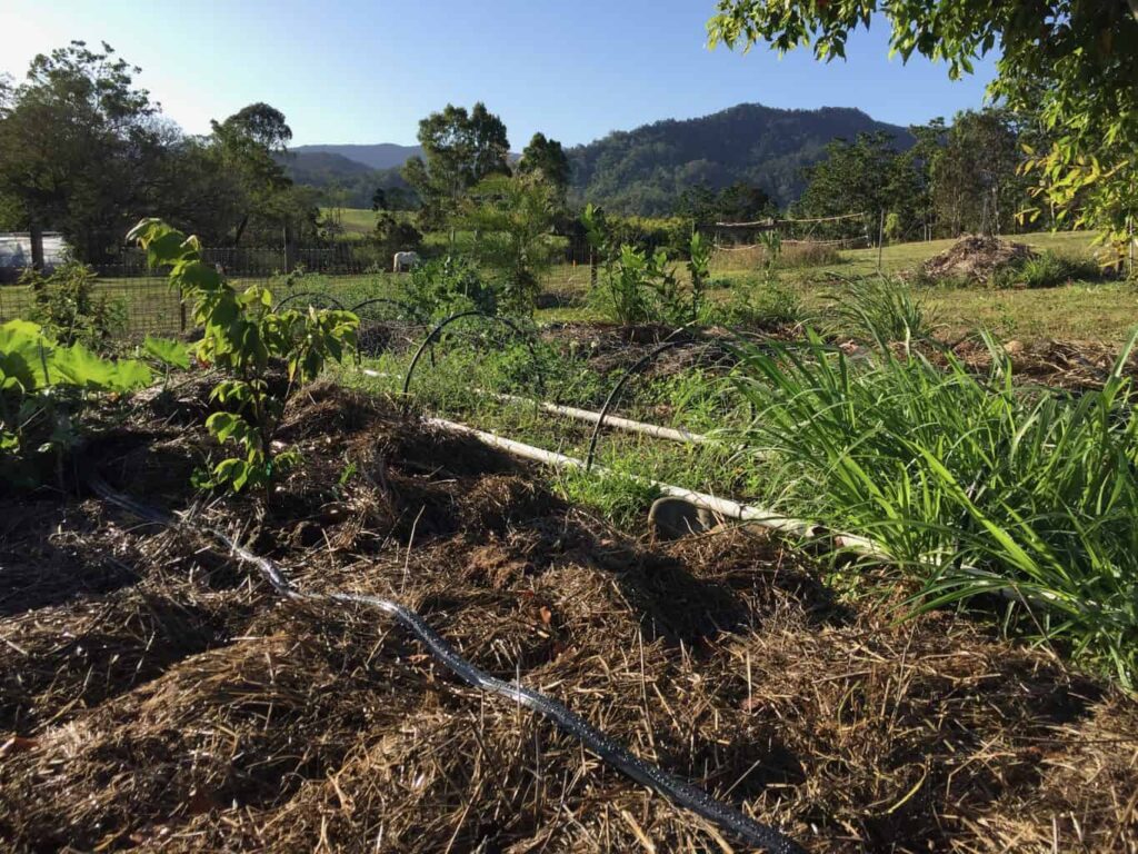 How to Start a Vegetable Garden From Scratch In Your Backyard [Step-by ...
