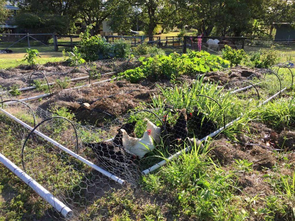 How to Start a Vegetable Garden From Scratch In Your Backyard [Step-by ...
