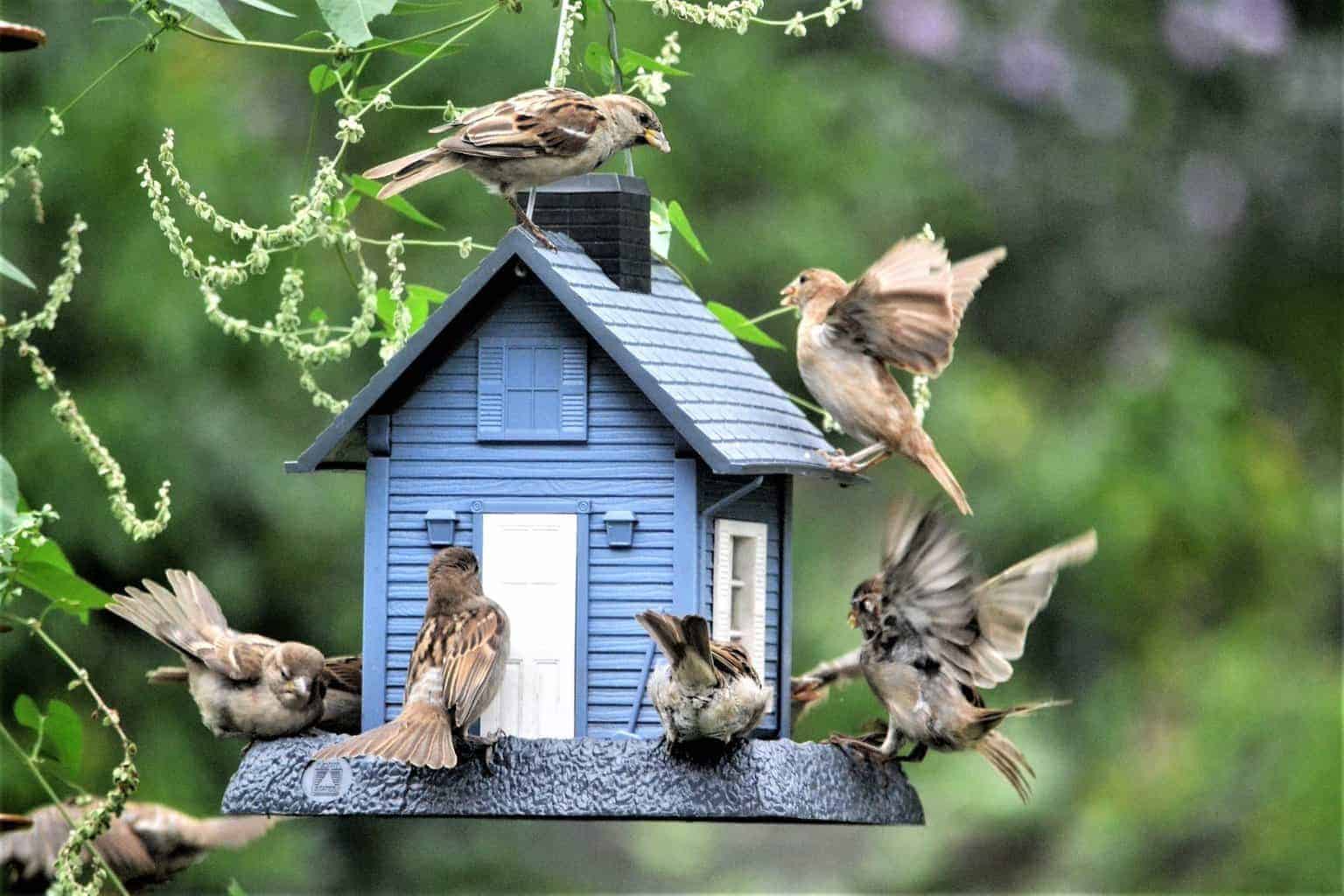 bird-feeder-attracting-chickens-to-my-yard