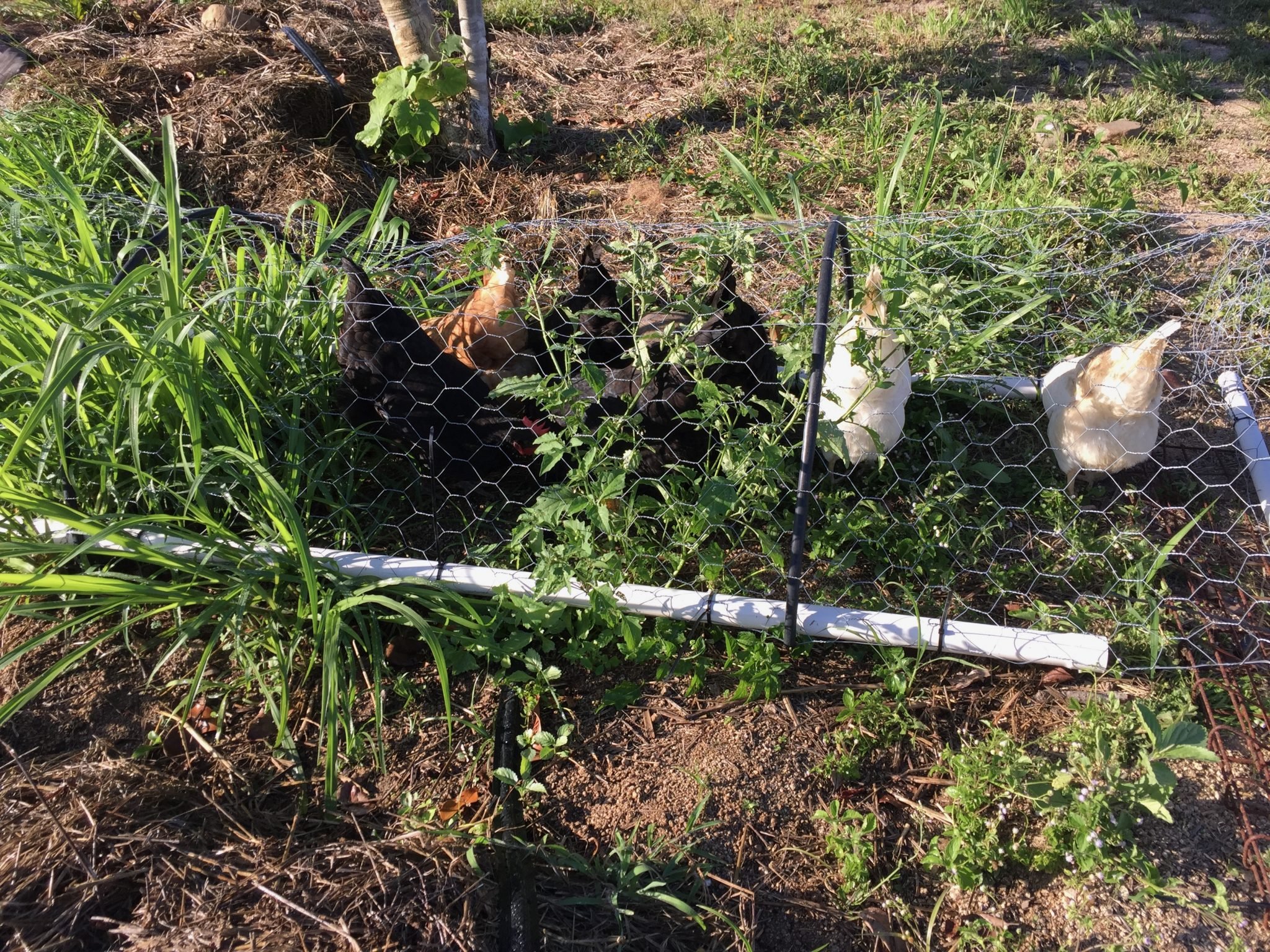 How to Keep Chickens Out of My Yard [9 Ways to Stop a Ruined Garden