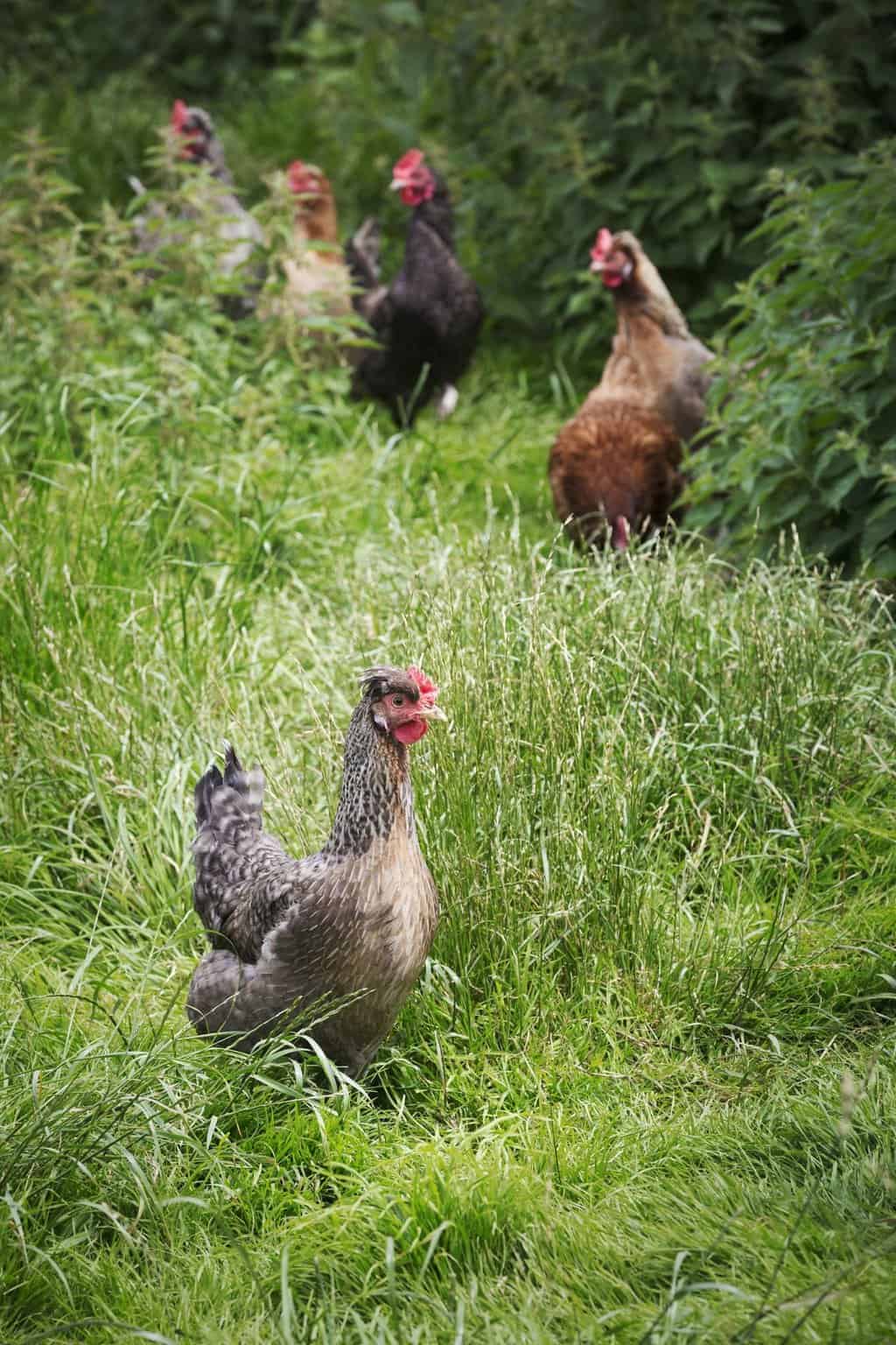 ask-chickens-to-leave-your-yard