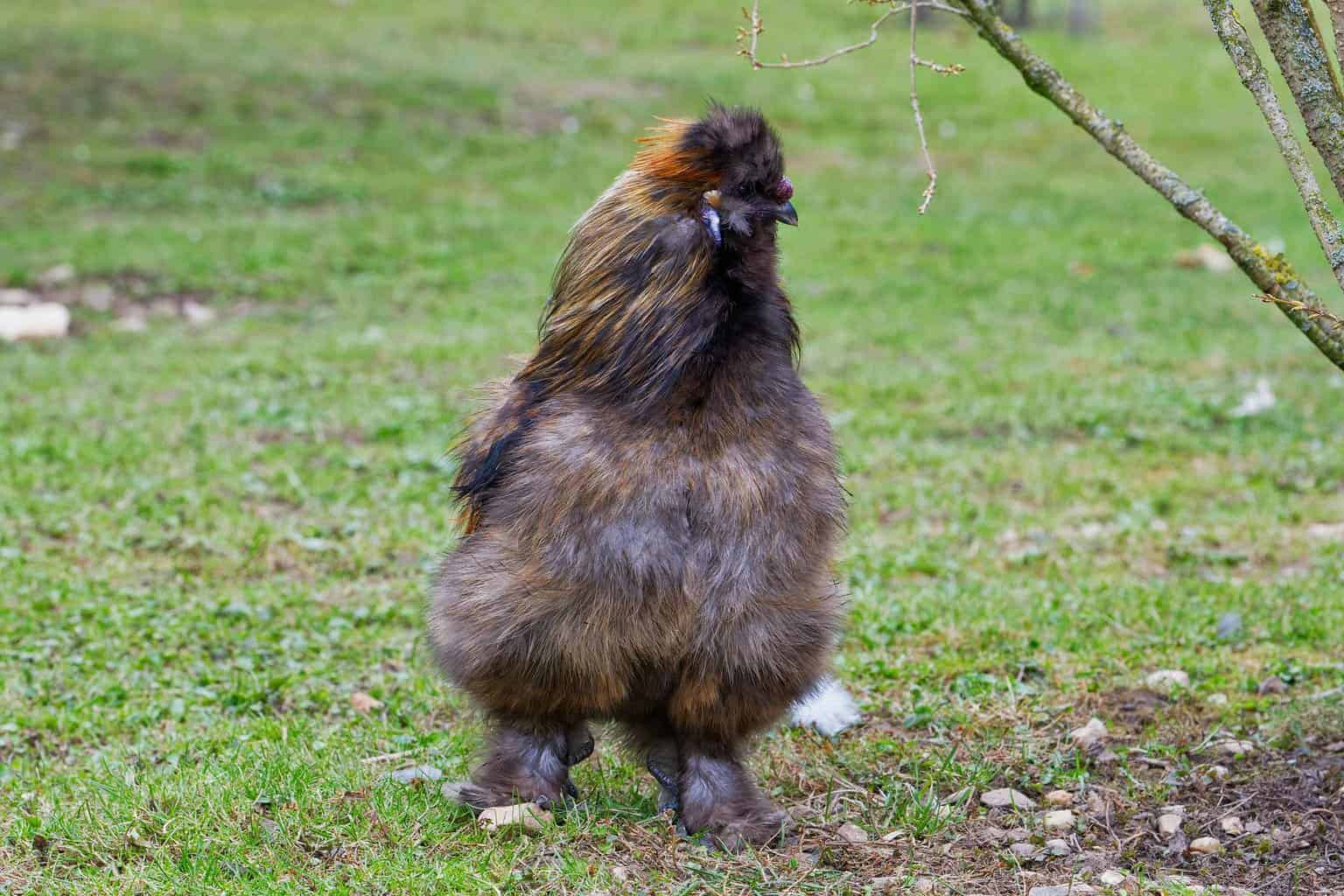 Chinese-silky-bantam-chicken-with-feathered-feet