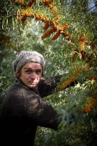 permaculture-food-forest-layers-seabuckthorn-shrub-with-berries
