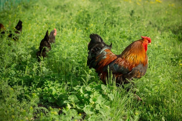 How High Should A Chicken Fence Be To Keep Chickens In And Predators Out Outdoor Happens