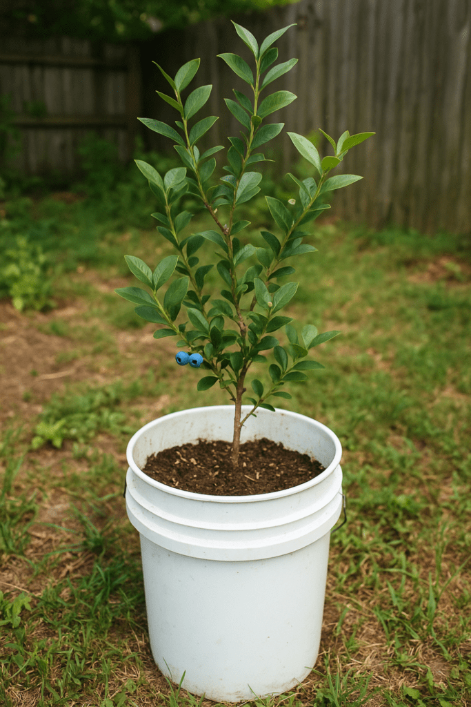 Blueberry bush in a 5 gallon bucket garden