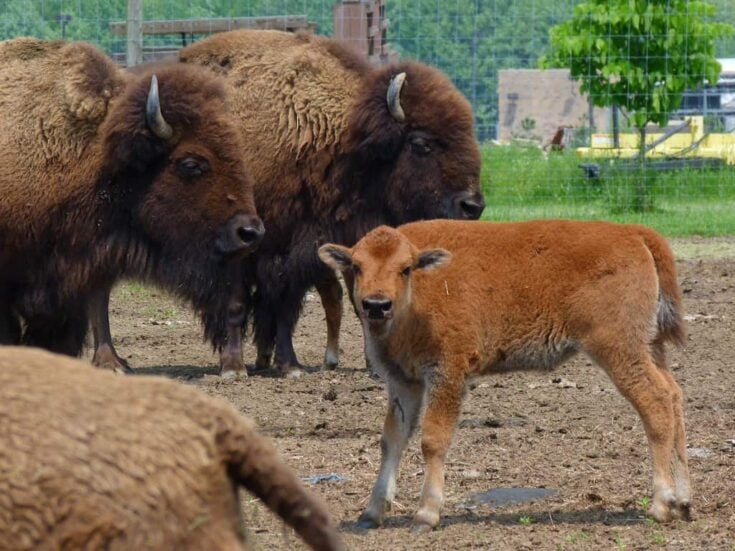 Buffalo Homestead Program Could Buffalo Be the Next Big Thing for Your Homestead? - Outdoor ...