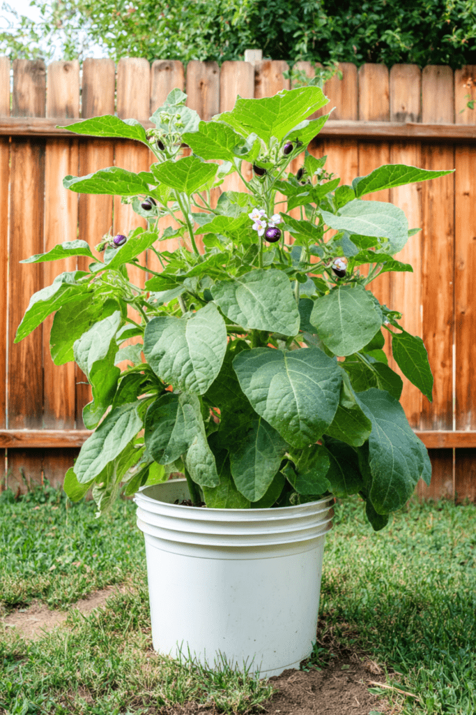 eggplant plant growing in a plain white plastic 5-gallon bucket