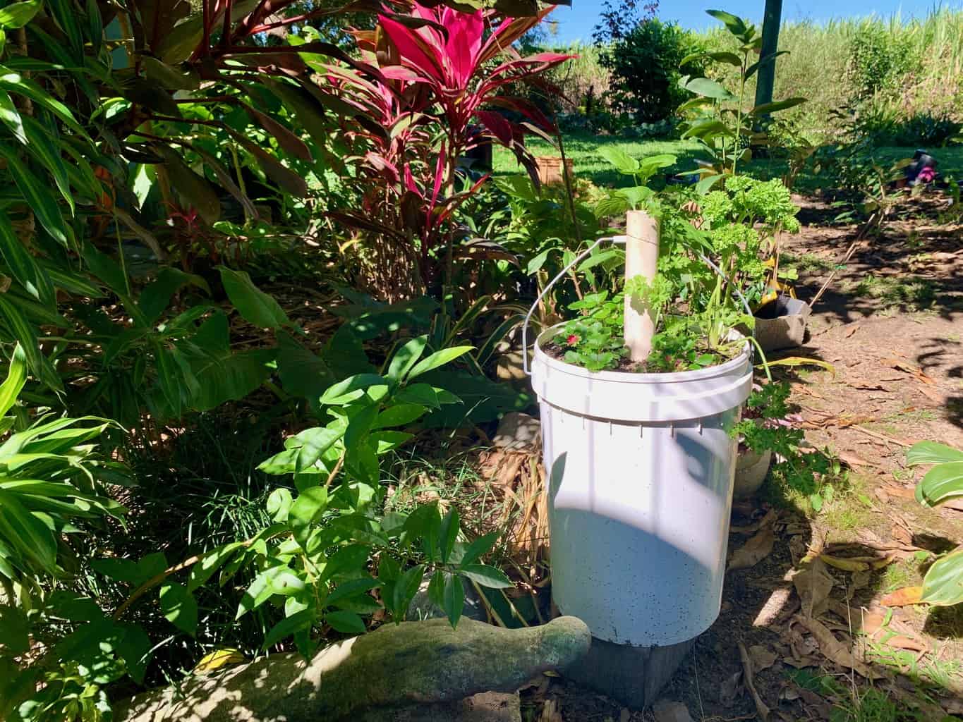 5 Gallon Bucket Garden DIY [+ 30 Most Productive Vegetables to Grow In ...