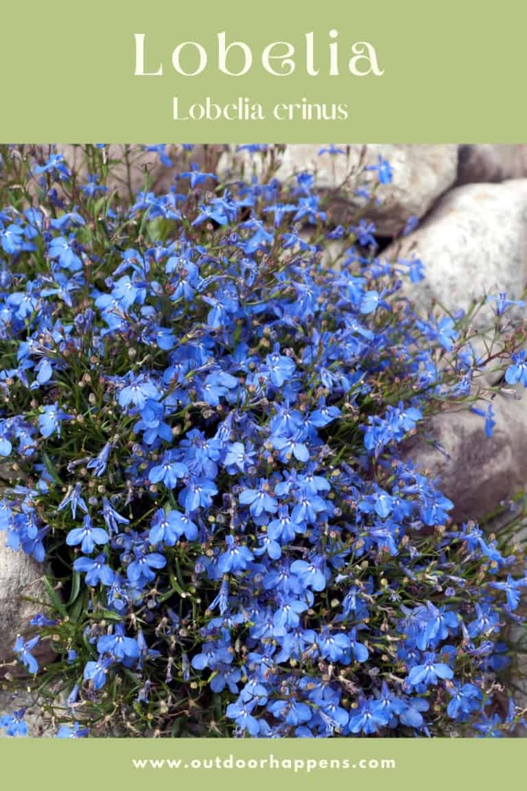 25 Flowering Trailing Plants That’ll Brighten Your Day - Outdoor ...