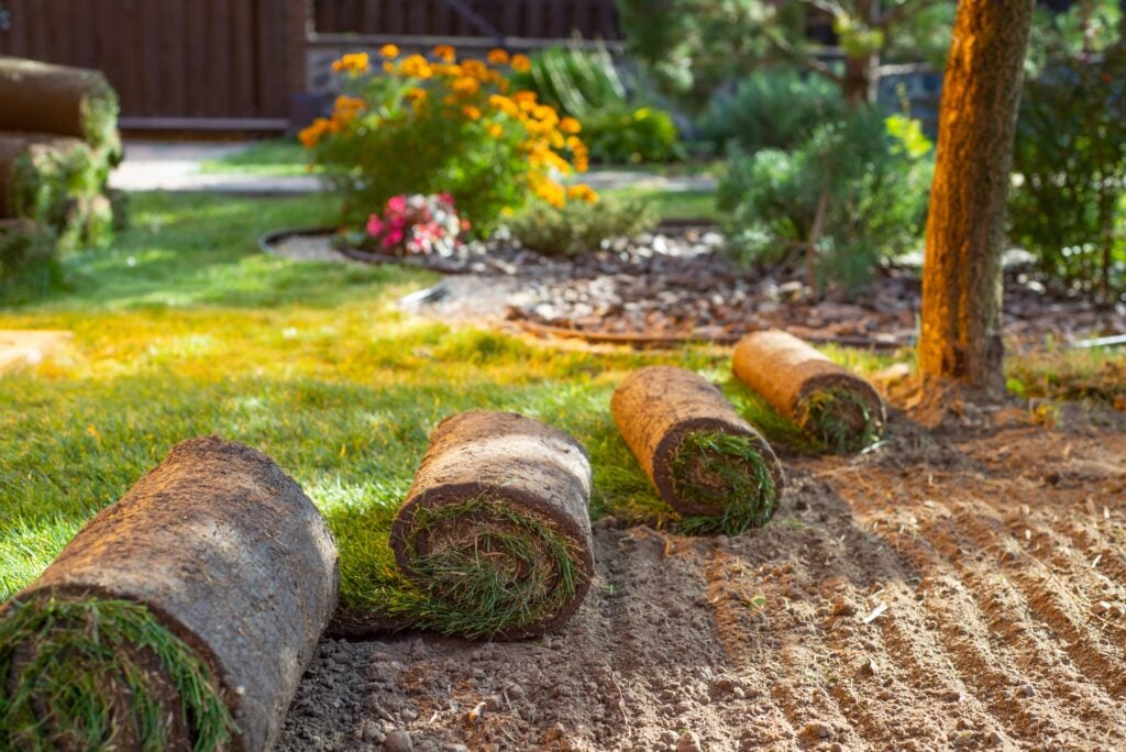 Stack of turf grass for lawn. roll of sod, turf grass roll.