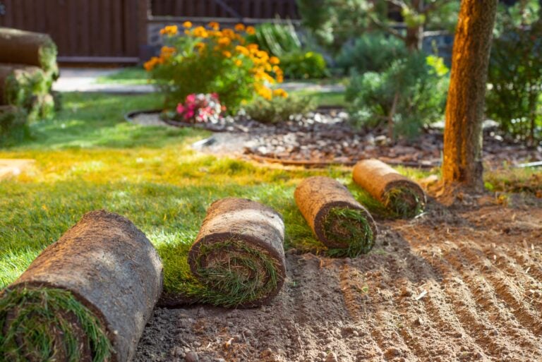 Stack of turf grass for lawn. roll of sod, turf grass roll.