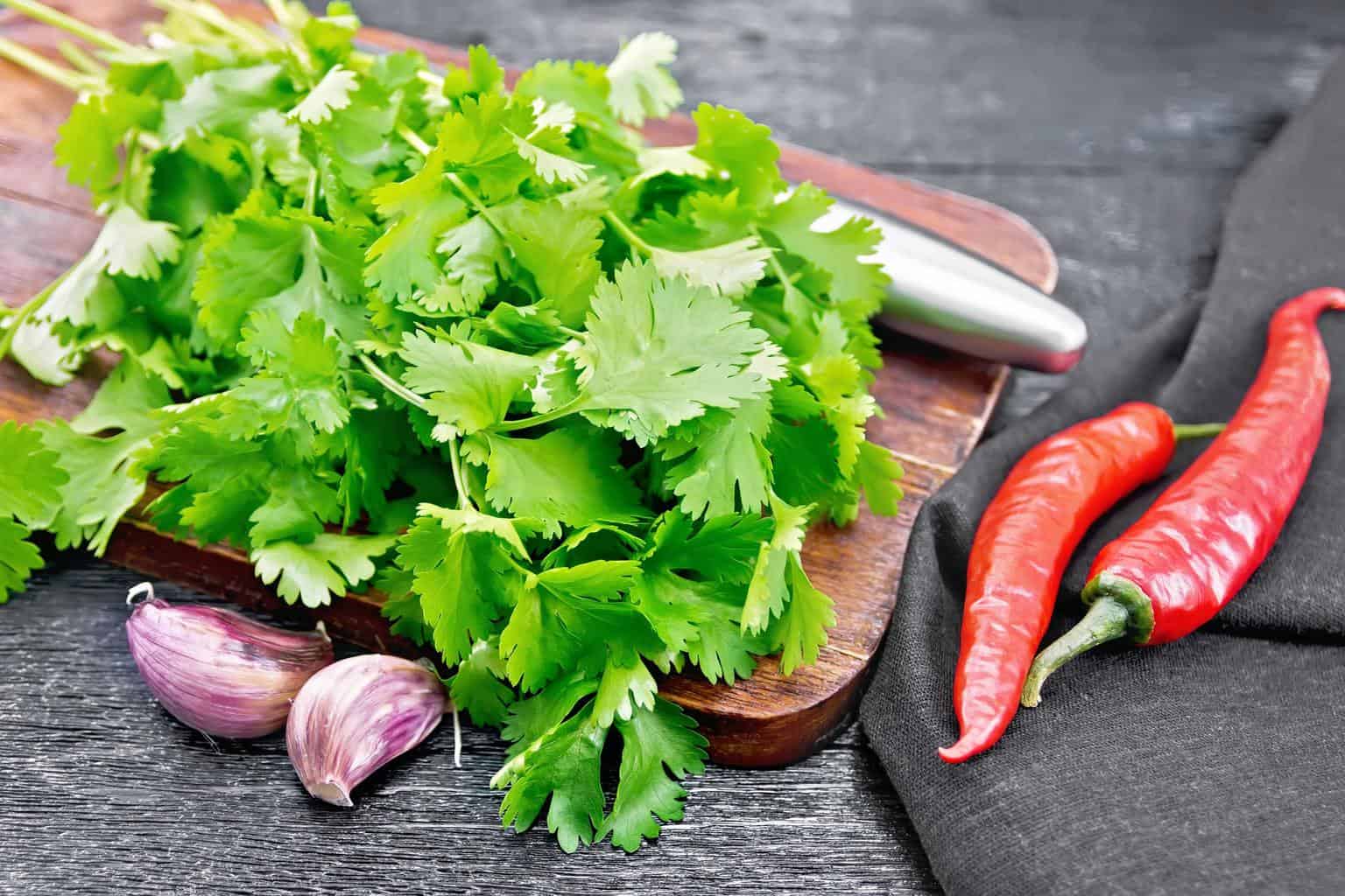 fresh-cilantro-coriander-herb