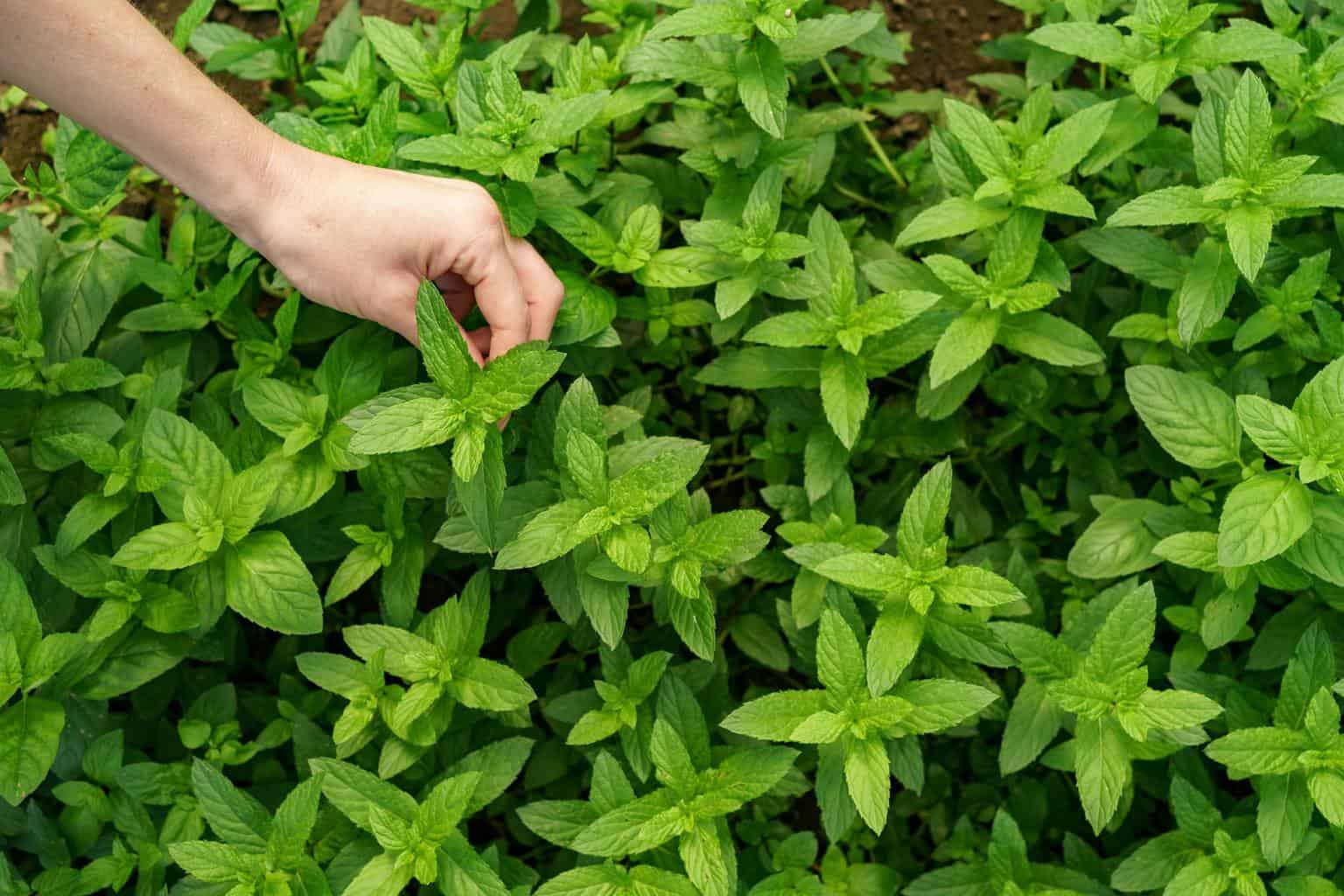 fresh-green-mint-in-shade