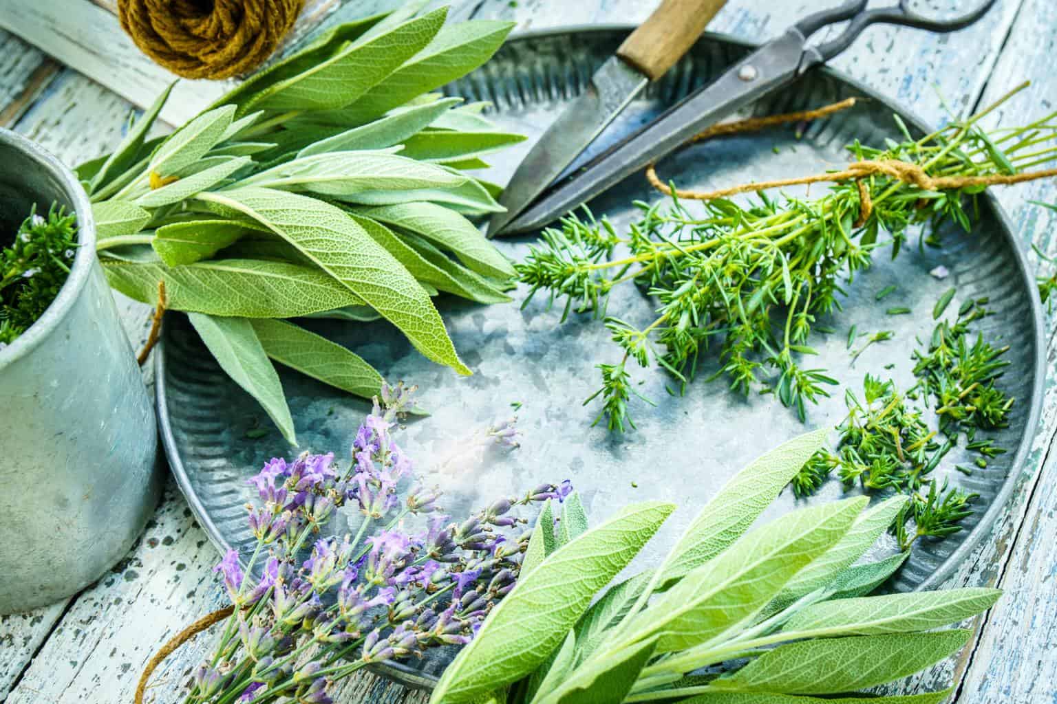 Sage-savory-lavender-herbs-on-plate