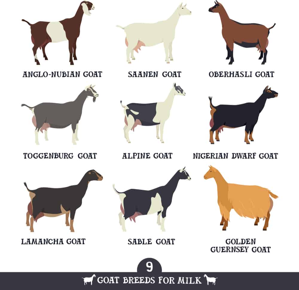 7 Dairy Goat Breeds That Make The Best Homestead Milking Goat Outdoor 7 Dairy Goat Breeds That Make The Best Homestead Milking Goat Outdoor