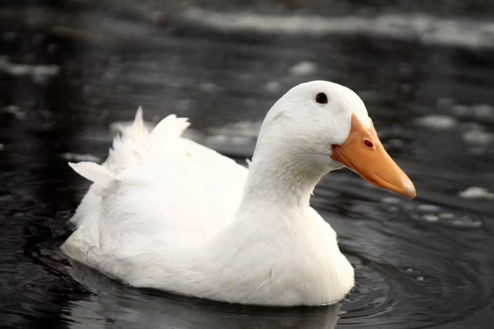 Pekin Ducks - Hoover's Hatchey