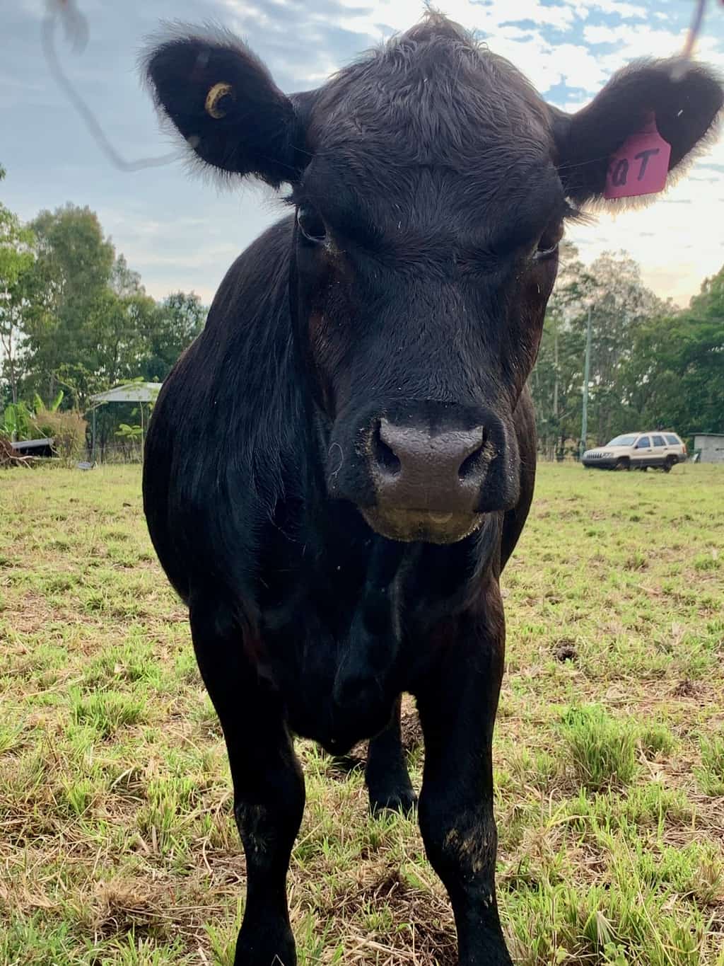 Do Cows Have Horns? [Polled vs Horned Cattle]