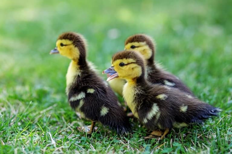 Can You Have a Duck As a Pet [7 Pros and Cons] Outdoor Happens Homestead