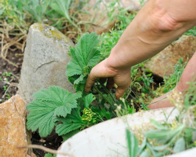 How to Stop Weeds From Growing In Rocks [Step by Step Guide] - Outdoor ...