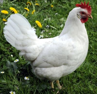 Leghorn Chicks by Hoover's Hatchery [10]