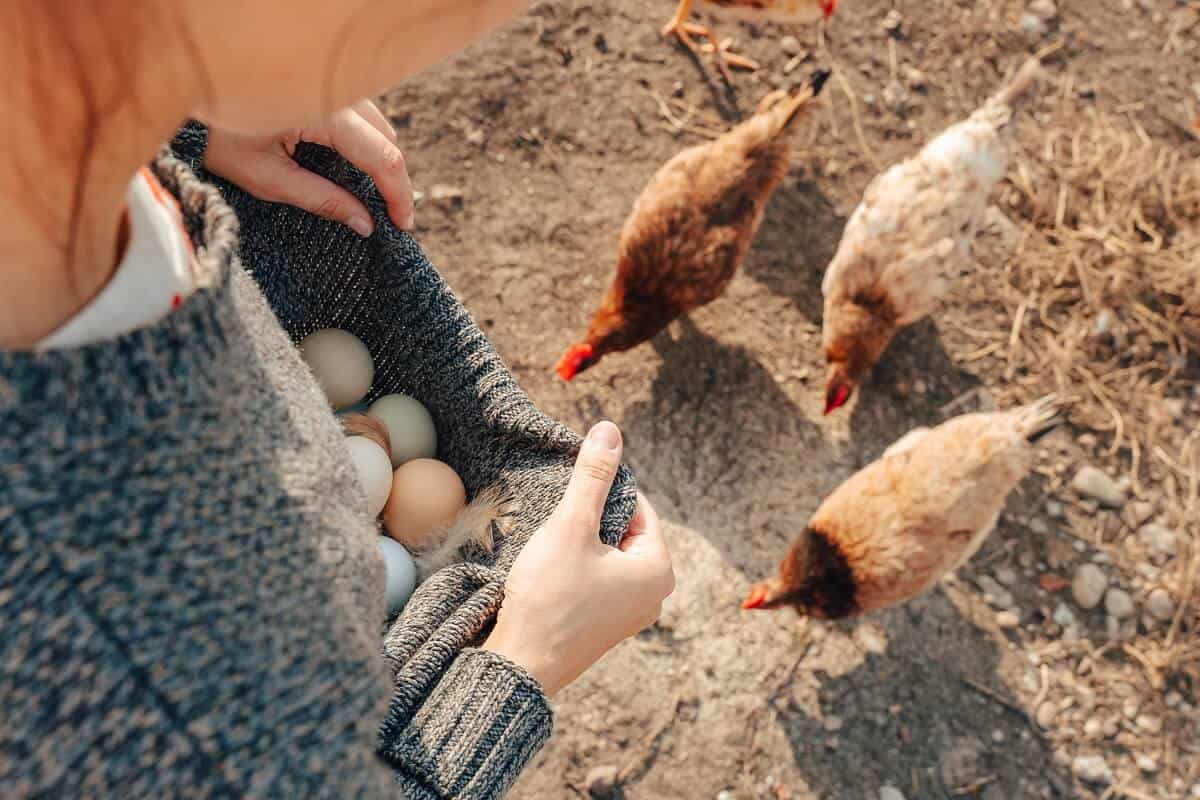 Do You Need a Rooster for Hens to Lay Eggs? Our Surprising Answer ...