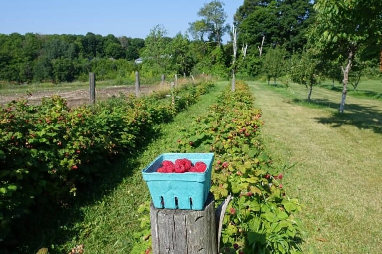 Can You Plant Raspberries and Blackberries Together Guide