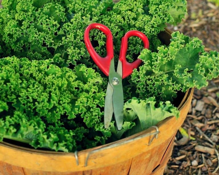 When and How to Harvest Kale so It Keeps Growing ???? [10+ Pro Tips!]