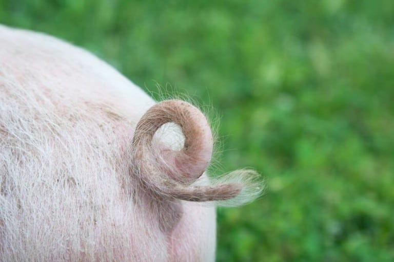 Why Pigs Wag Their Tails? (And How to Tell if Your Pig Is Happy!)