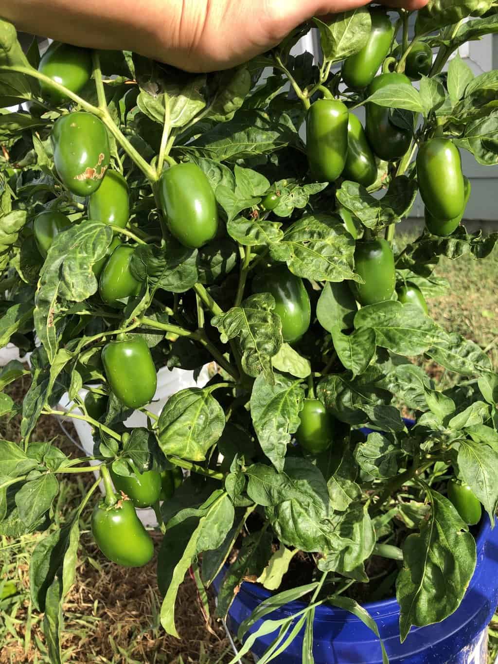Growing Jalapeños in Containers Step by Step Guide Outdoor Happens
