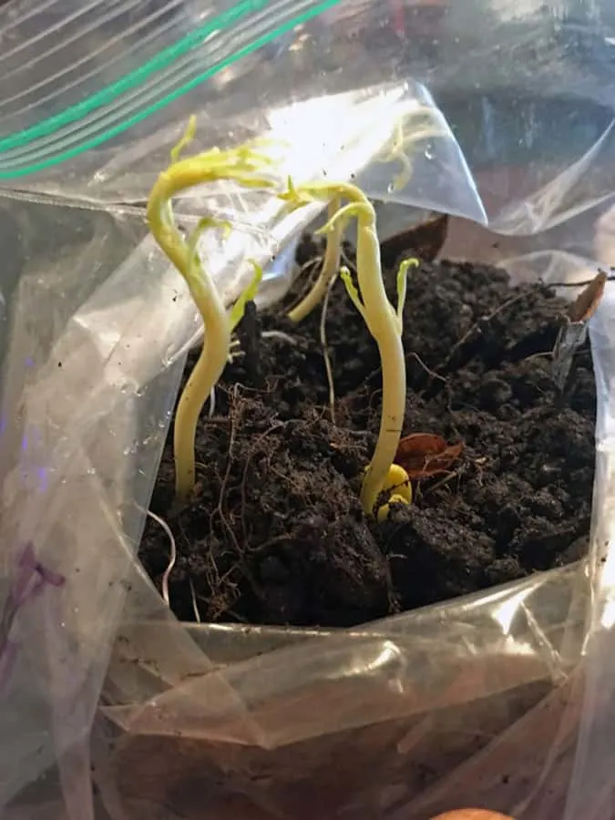 planting a peach pit sprouts photo credit david good grow network