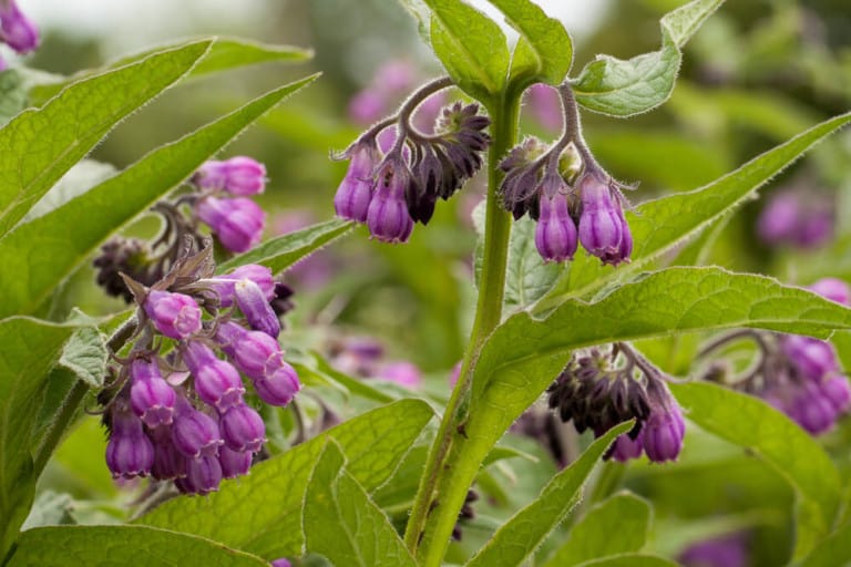 How to Create the Perfect Fruit Tree Guild Layout for Permaculture ...