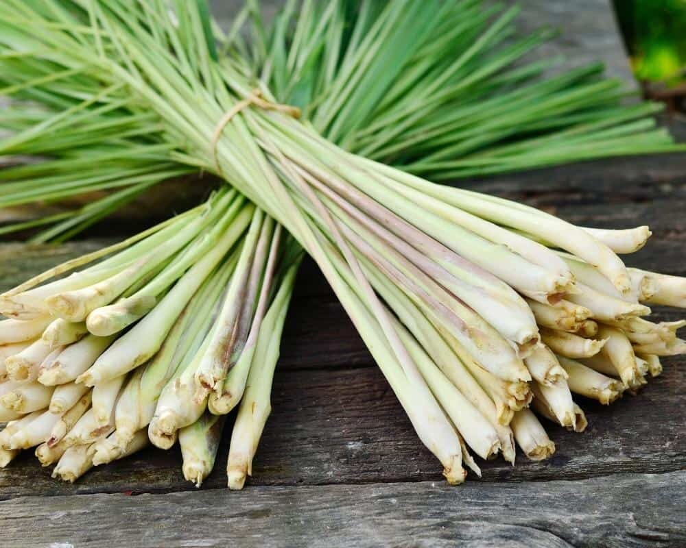 lemongrass stalks