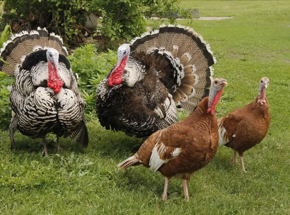 13 Best Meat Turkey Breeds For Your Homestead Outdoor Happens