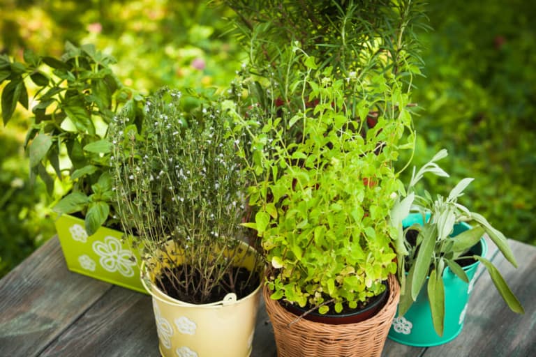 13 Best Potting Soil for Herbs and How to Start Growing - Outdoor ...
