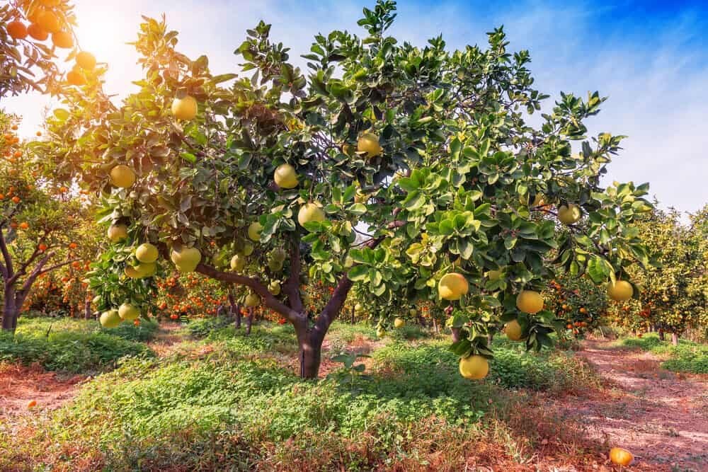 ripe pomelo tree in citrus garden fruit tree guild