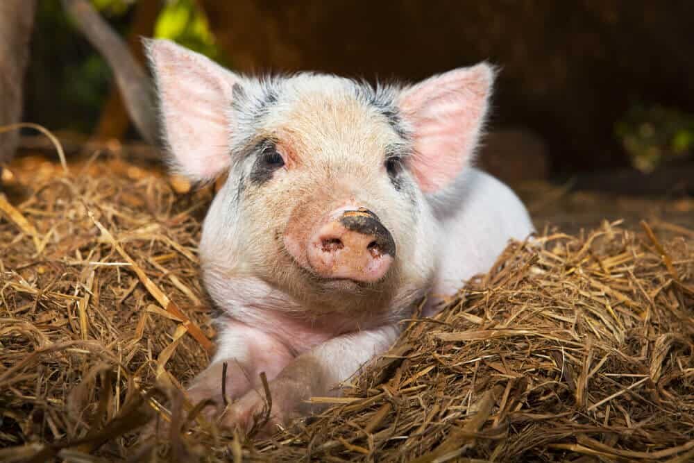 adorable baby piglet resting in straw bedding