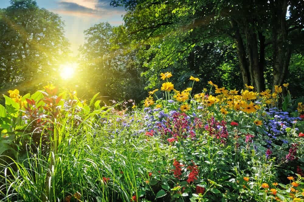 beautiful flower bed permaculture garden colorful